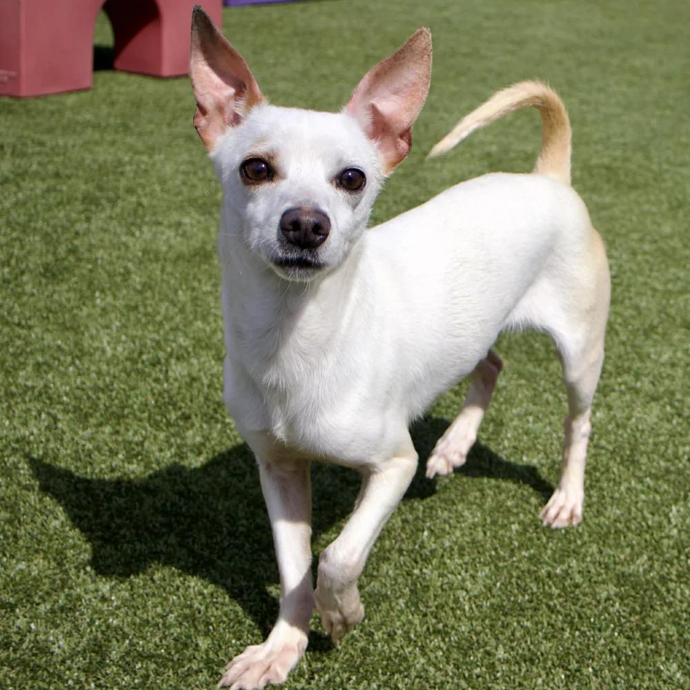 Enlarge Bixby, an adopted Chihuahua in Godfrey, IL image 4/5