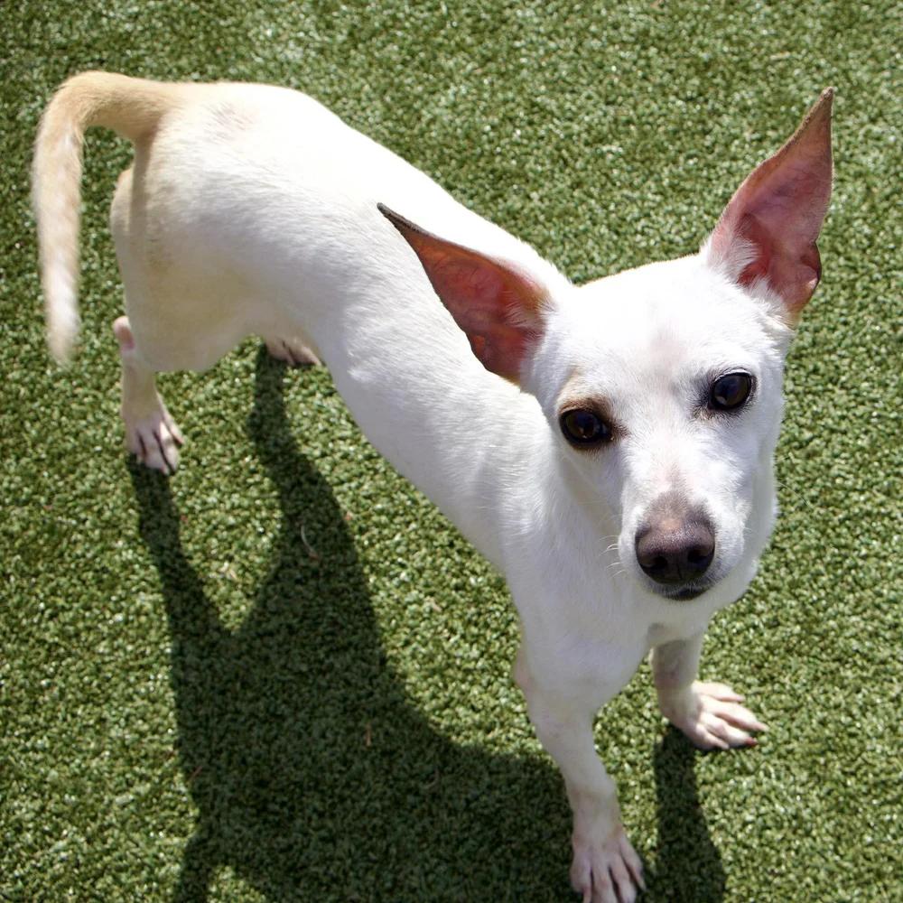 Bixby, adopted, Adult Male Chihuahua.