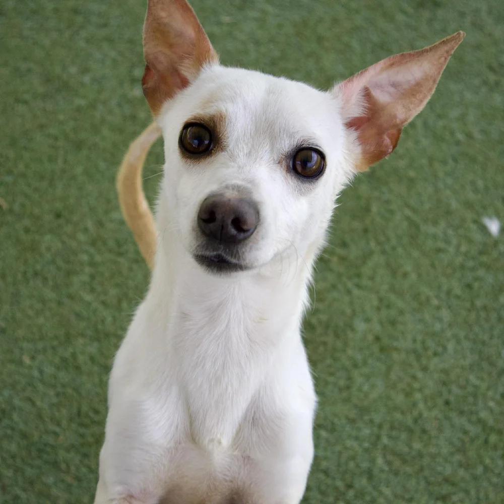 Enlarge Bixby, an adopted Chihuahua in Godfrey, IL image 3/5