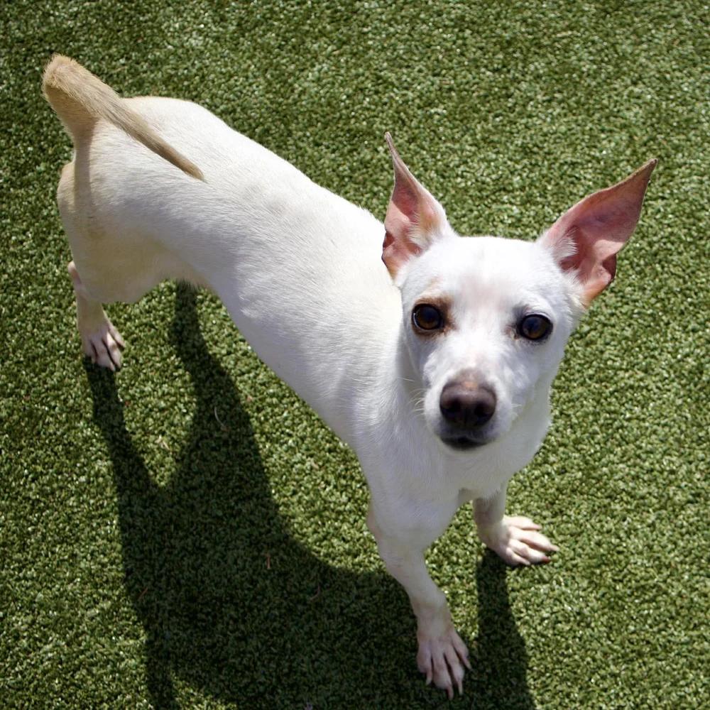 Enlarge Bixby, an adopted Chihuahua in Godfrey, IL image 2/5