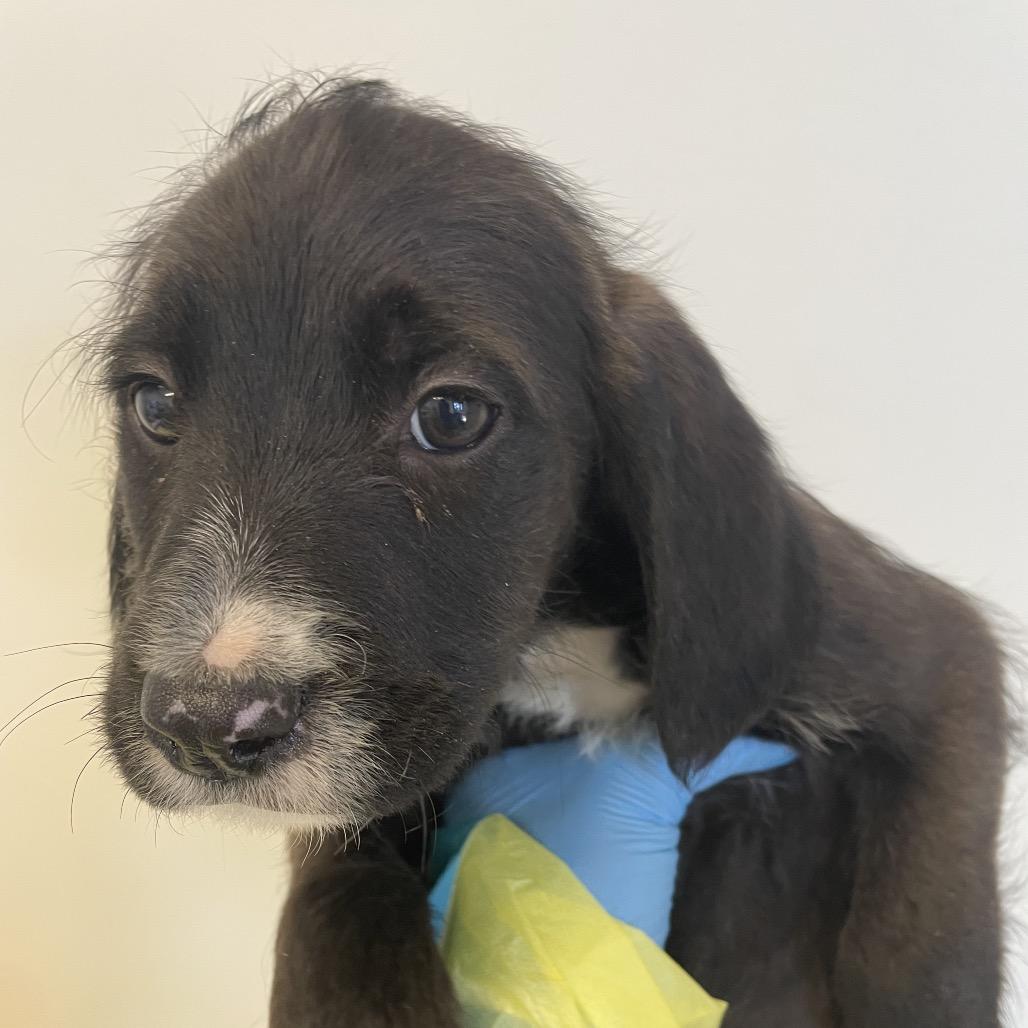 Foghorn Leghorn, Adoptable, Puppy Male Spaniel & Terrier.