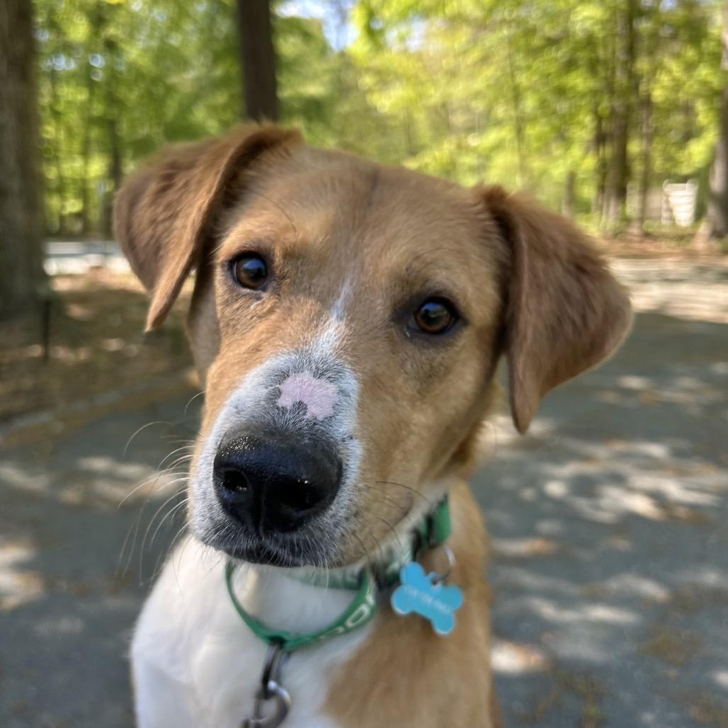 Cowtail, a Adoptable mixed breed in Troy, VA image 1/6