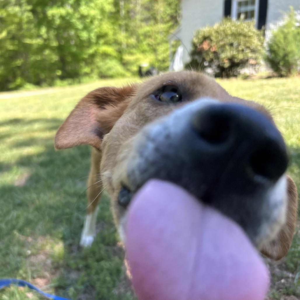 Cowtail, a Adoptable mixed breed in Troy, VA image 2/6