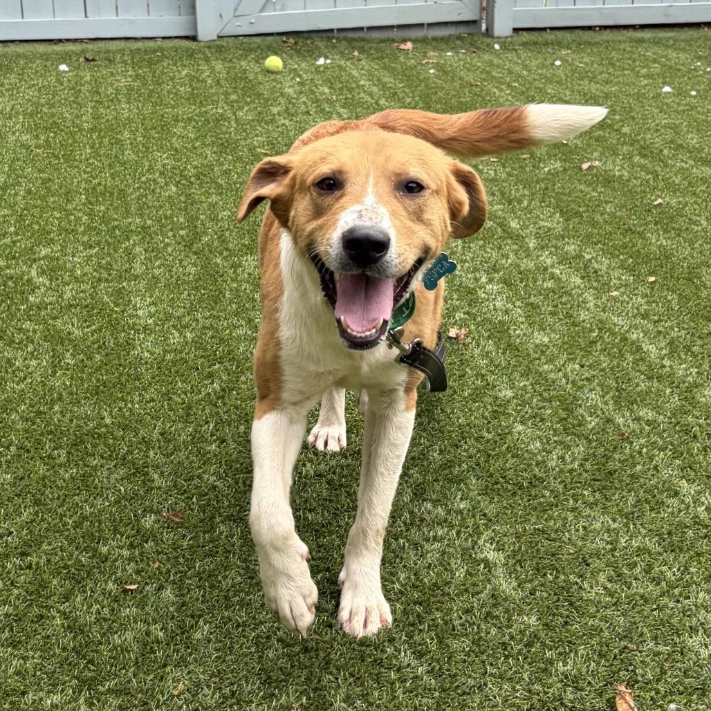 Cowtail, a Adoptable mixed breed in Troy, VA image 3/6