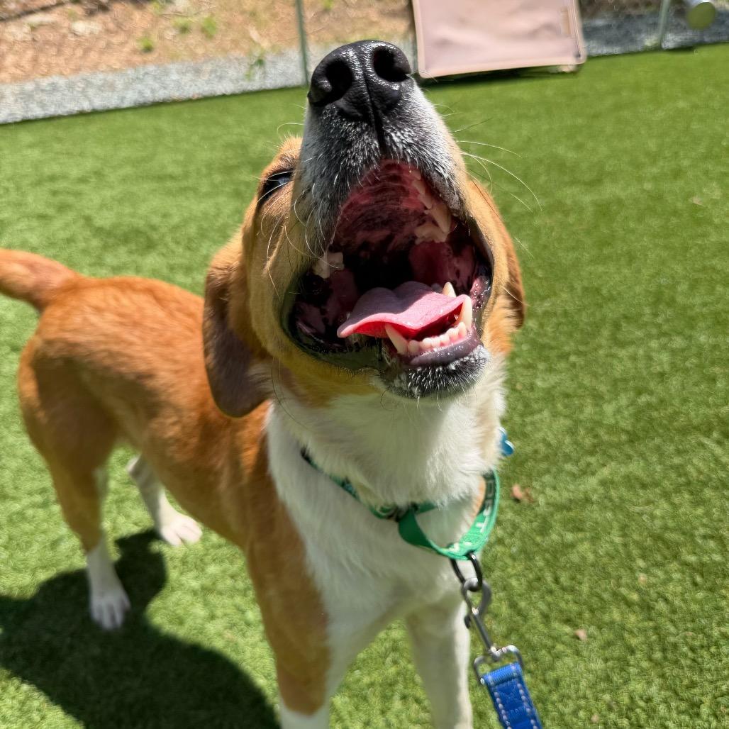 Cowtail, a Adoptable mixed breed in Troy, VA image 4/6