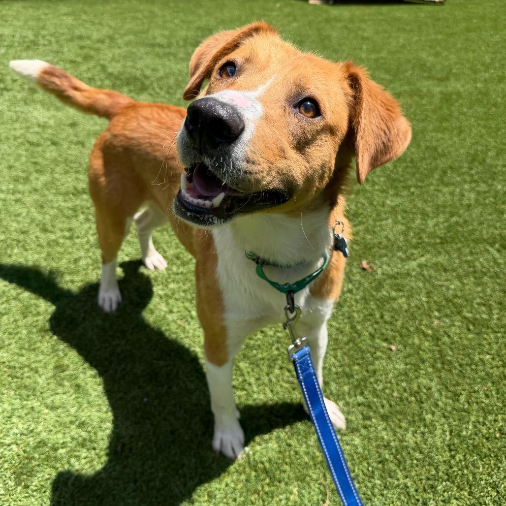 Cowtail, a Adoptable mixed breed in Troy, VA image 5/6