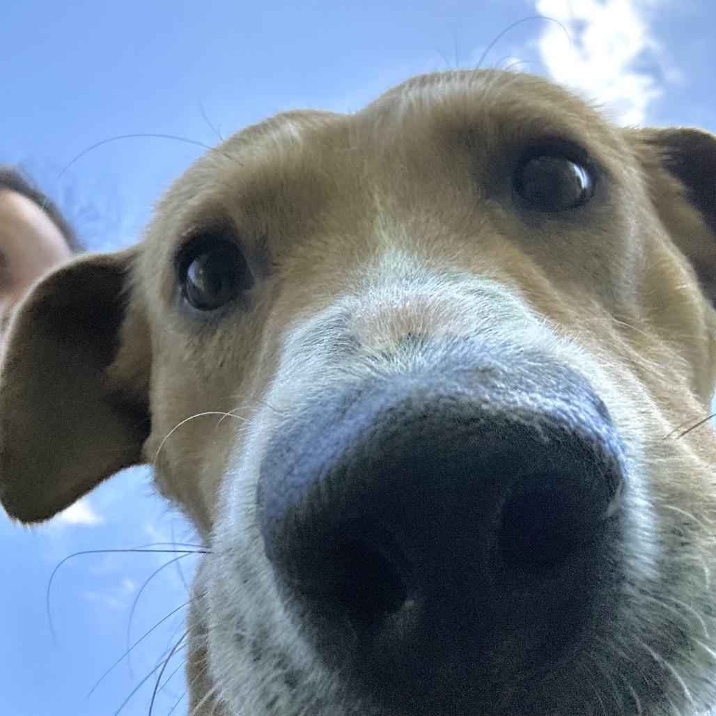 Cowtail, a Adoptable mixed breed in Troy, VA image 6/6