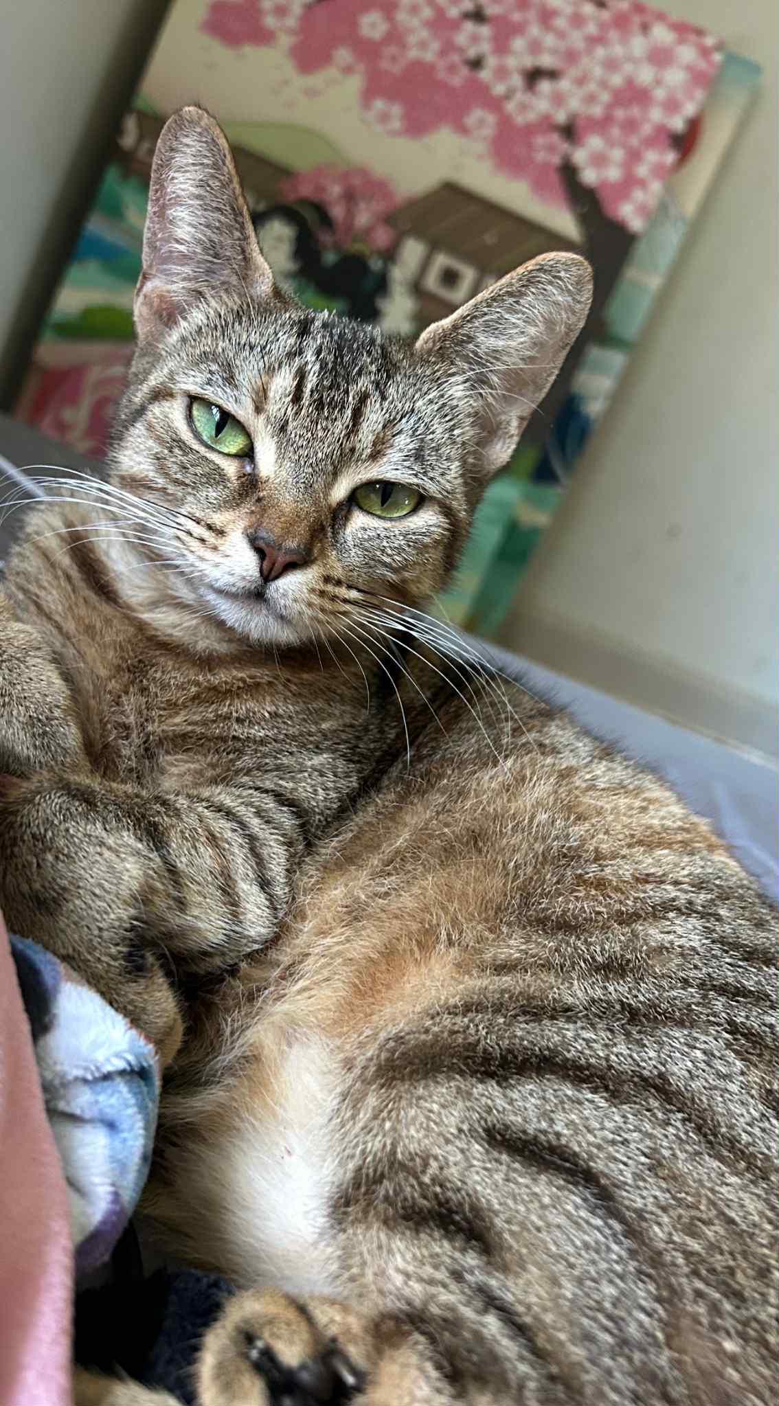 Daisy, a Adoptable mixed breed in largo, FL image 1/2