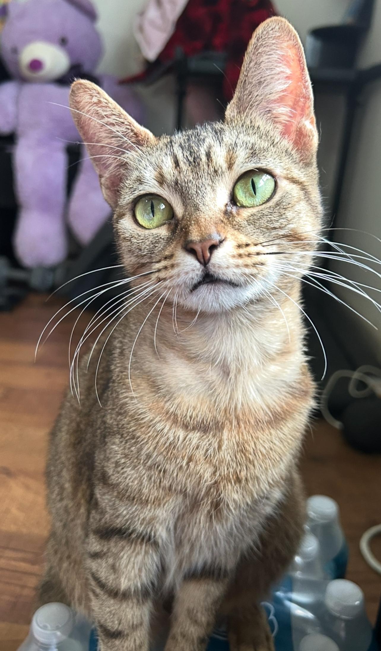 Daisy, a Adoptable mixed breed in largo, FL image 2/2