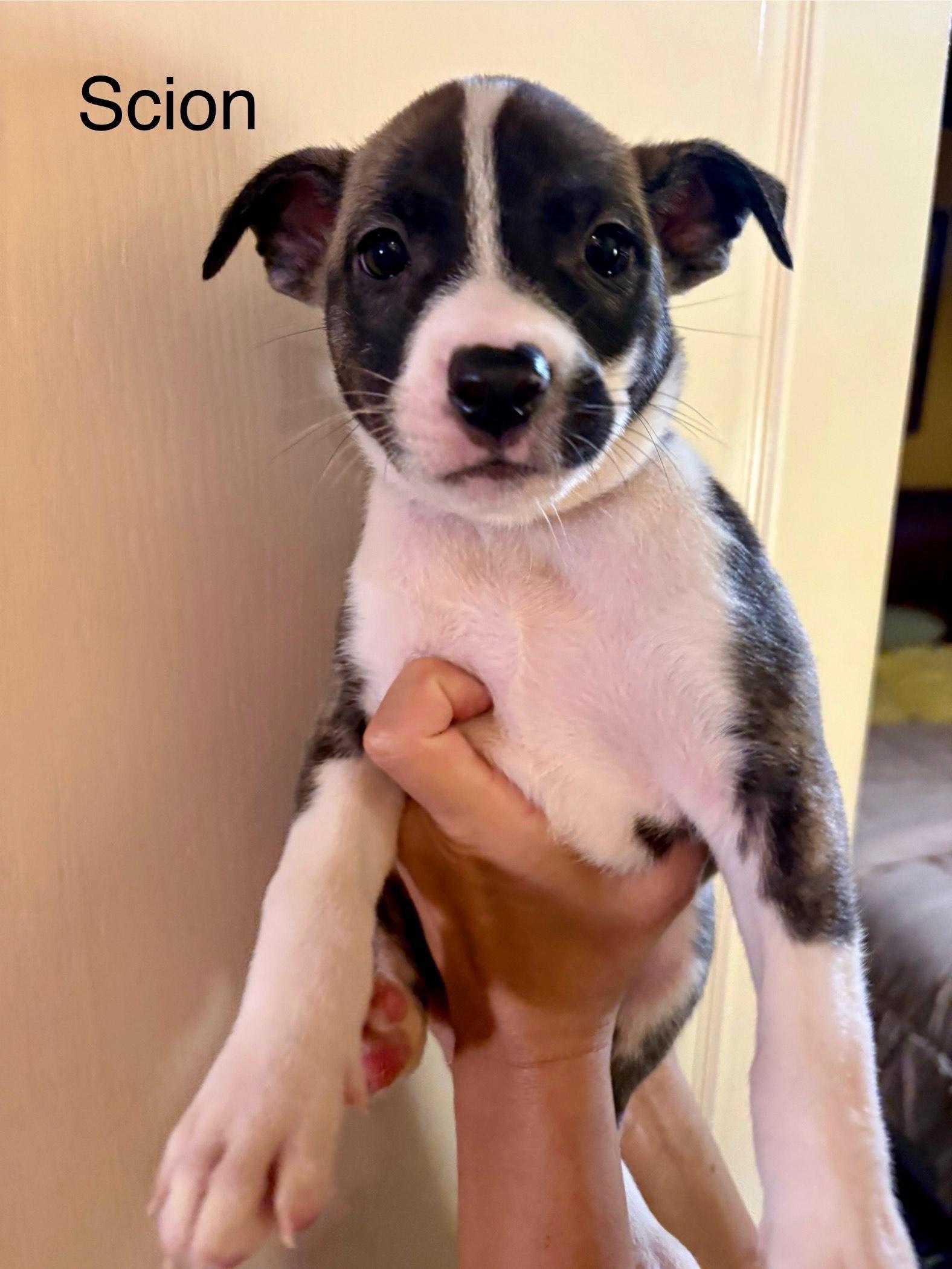 Enlarge Scion, an adopted mixed breed in Atascadero , CA image 1/3