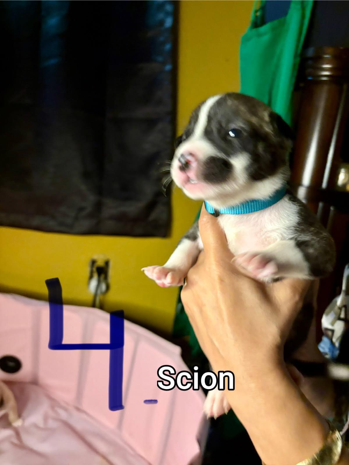 Enlarge Scion, an adopted mixed breed in Atascadero , CA image 3/3