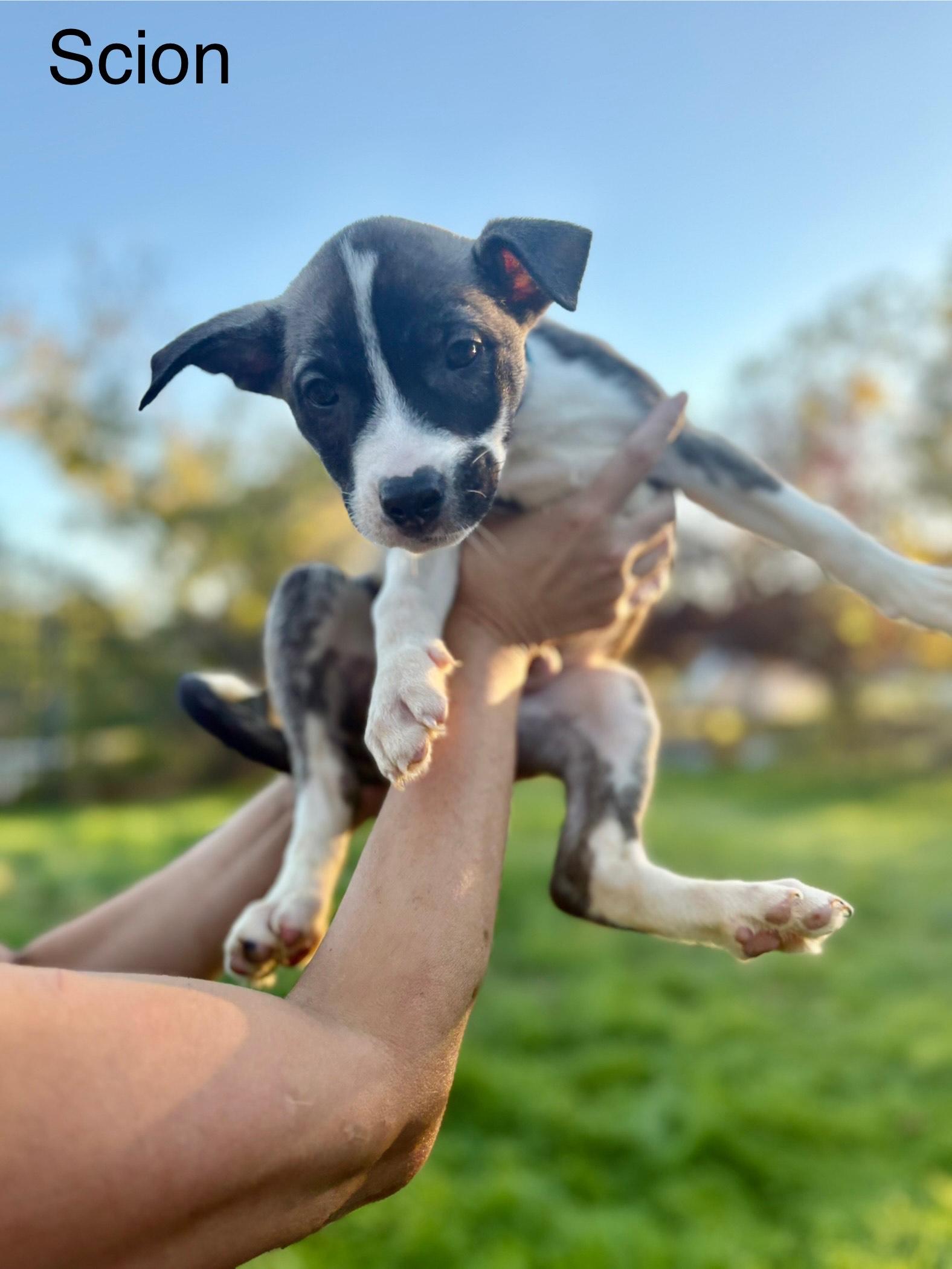 Enlarge Scion, an adopted mixed breed in Atascadero , CA image 2/3