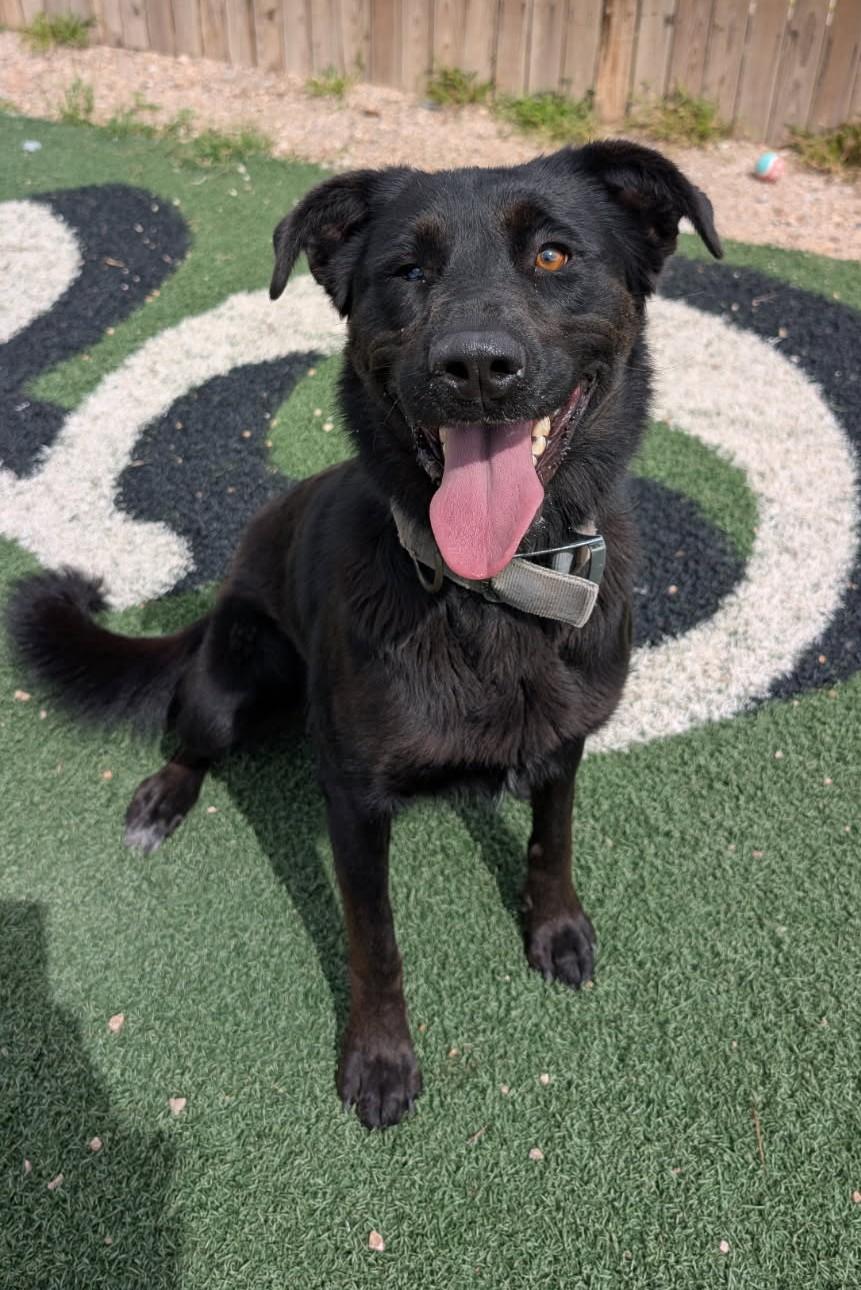 Enlarge Gracie, a Adoptable mixed breed in Benson, AZ image 1/1