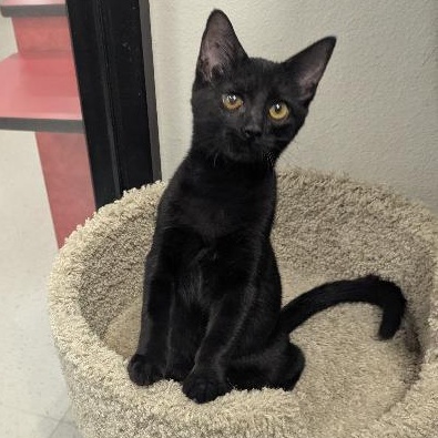 Enlarge RAISIN - VERY SOCIAL & PLAYFUL KITTEN W/LOUD PURR MOTOR, an adopted mixed breed in Plano, TX image 1/5