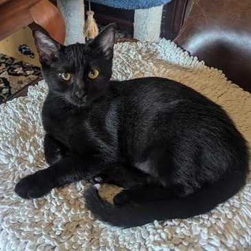 Enlarge RAISIN - VERY SOCIAL & PLAYFUL KITTEN W/LOUD PURR MOTOR, an adopted mixed breed in Plano, TX image 5/5