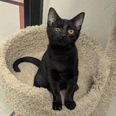 Enlarge RAISIN - VERY SOCIAL & PLAYFUL KITTEN W/LOUD PURR MOTOR, an adopted mixed breed in Plano, TX image 3/5