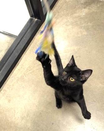 Enlarge RAISIN - VERY SOCIAL & PLAYFUL KITTEN W/LOUD PURR MOTOR, an adopted mixed breed in Plano, TX image 4/5
