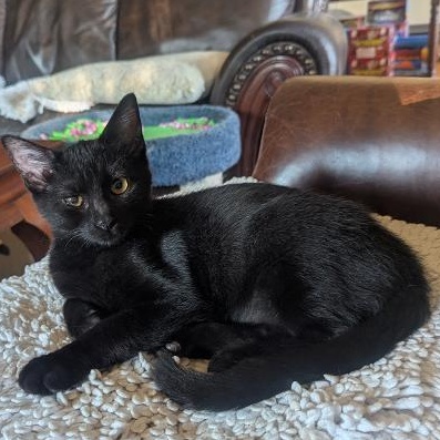 Enlarge RAISIN - VERY SOCIAL & PLAYFUL KITTEN W/LOUD PURR MOTOR, an adopted mixed breed in Plano, TX image 2/5
