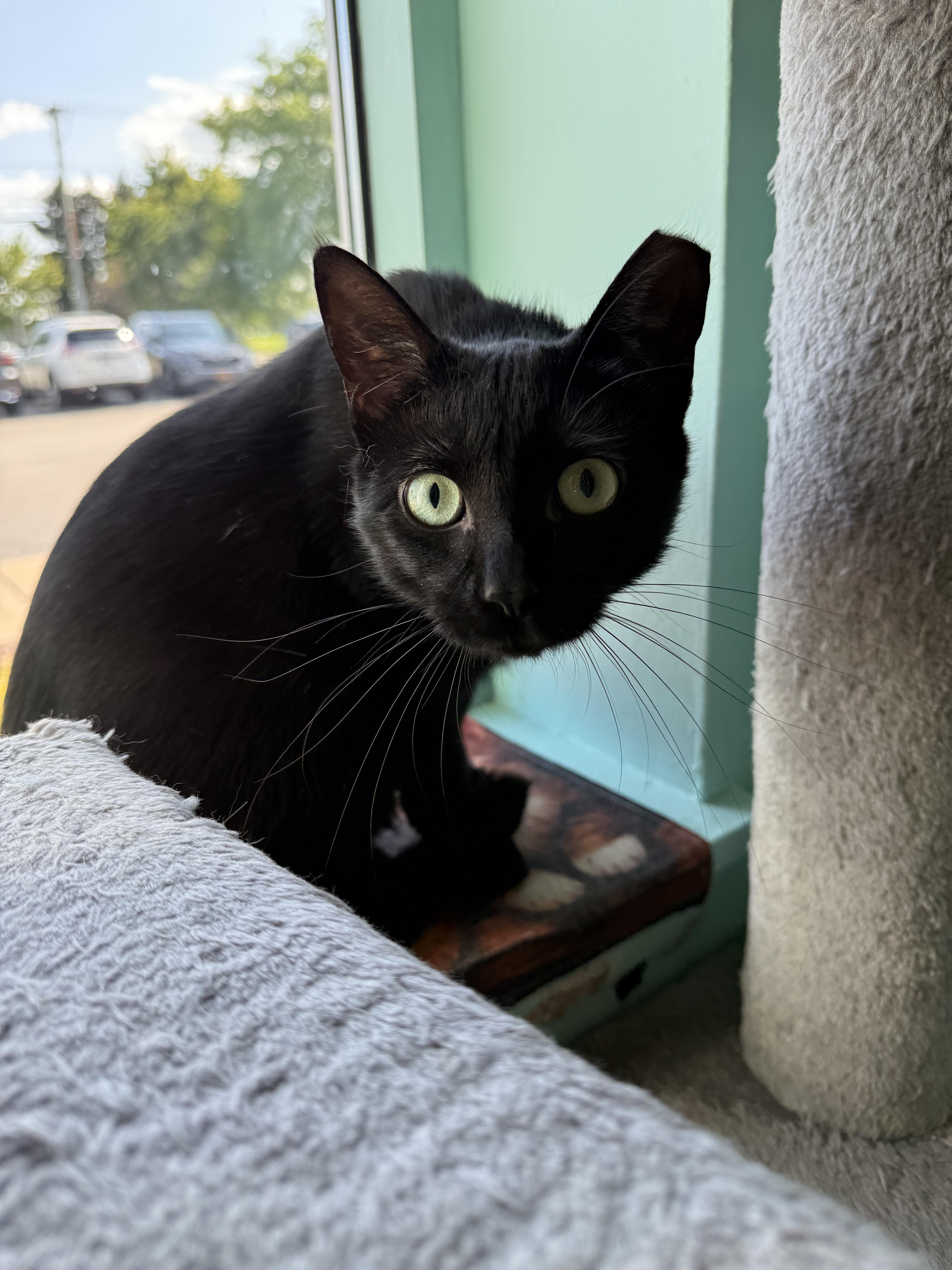 Enlarge Nebula, a Adoptable Domestic Short Hair in Penfield, NY image 3/5