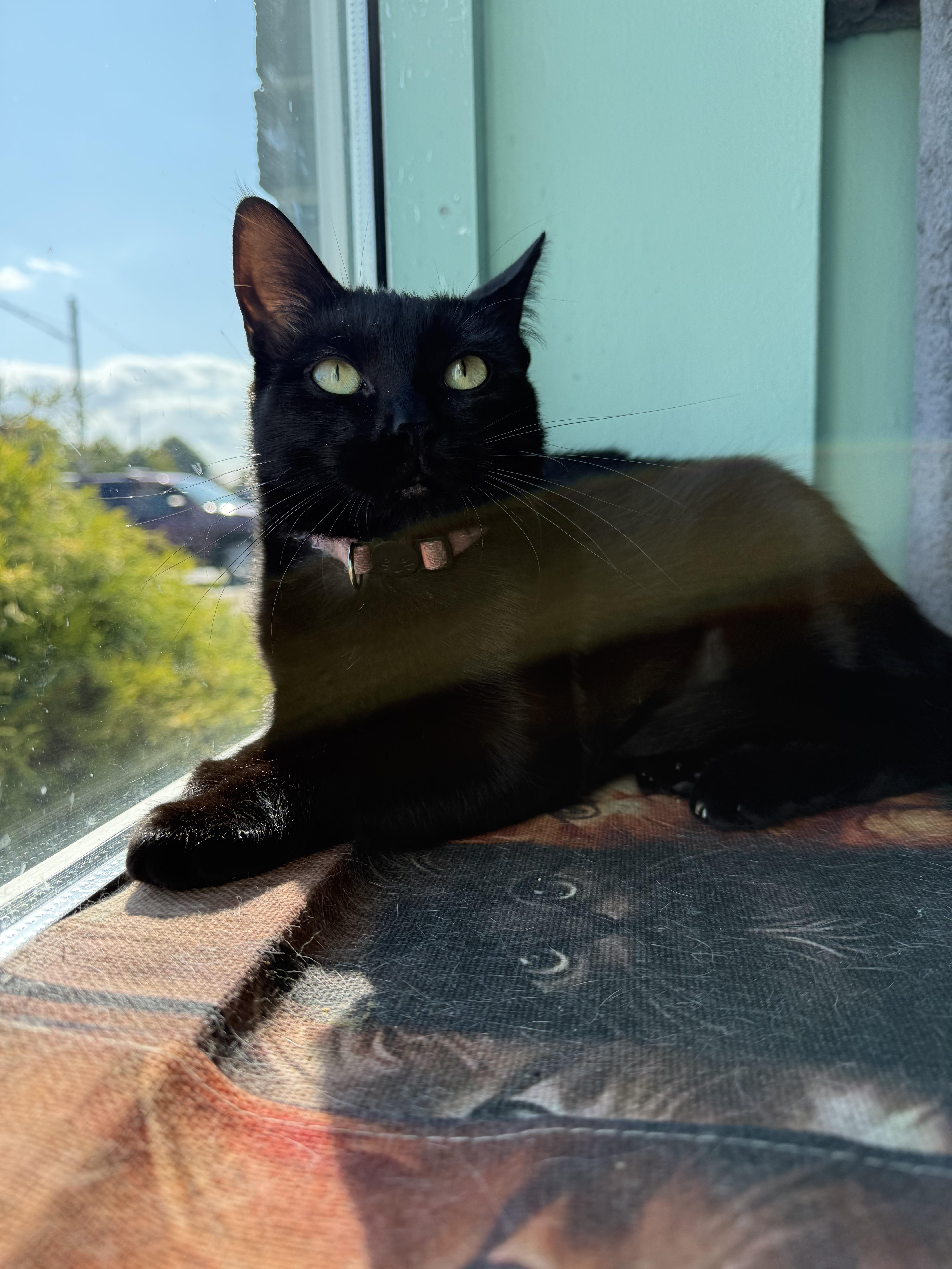 Enlarge Nebula, a Adoptable Domestic Short Hair in Penfield, NY image 4/5