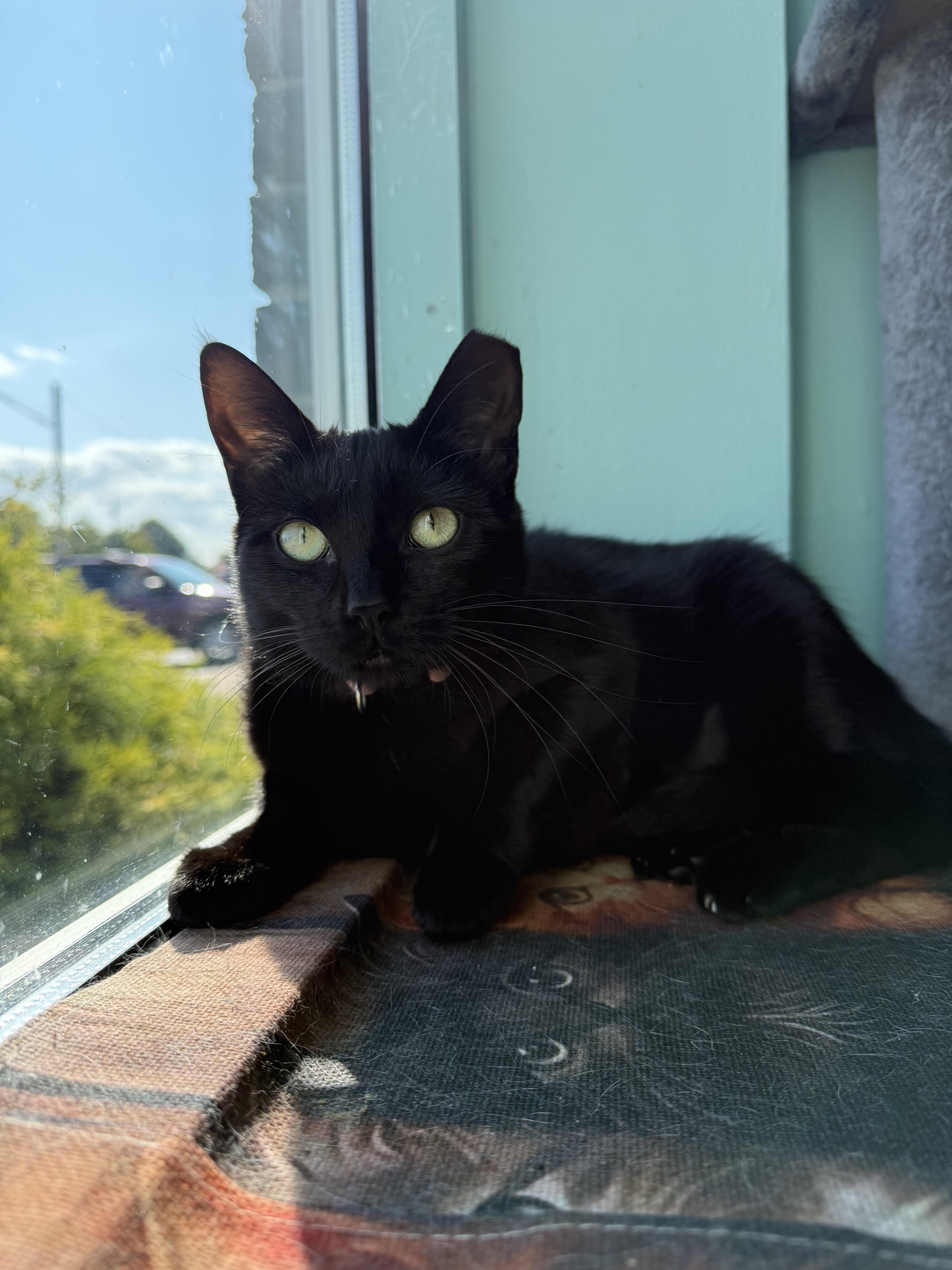 Enlarge Nebula, a Adoptable Domestic Short Hair in Penfield, NY image 2/5
