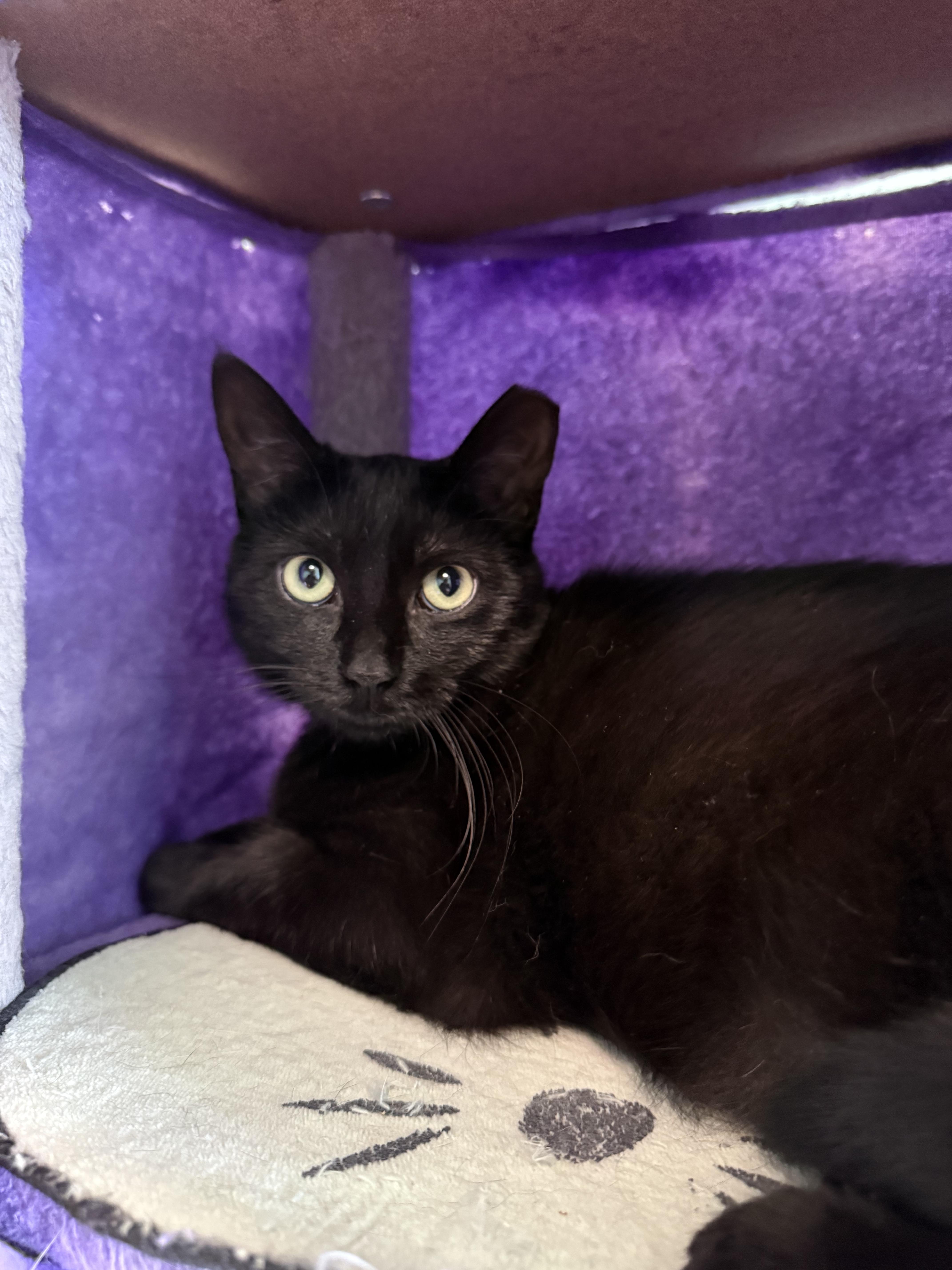 Enlarge Nebula, a Adoptable Domestic Short Hair in Penfield, NY image 5/5
