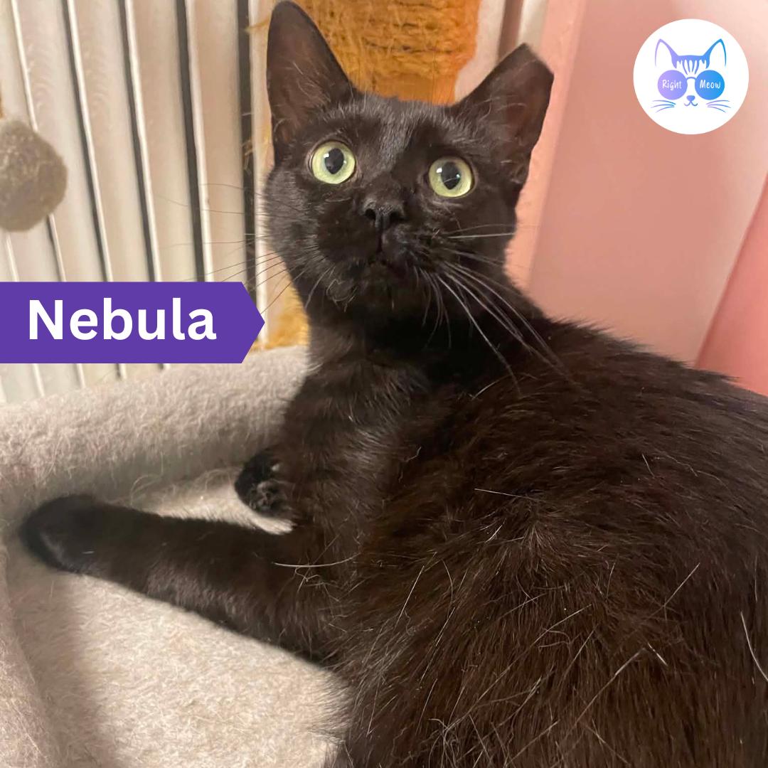 Nebula, Adoptable, Adult Female Domestic Short Hair.