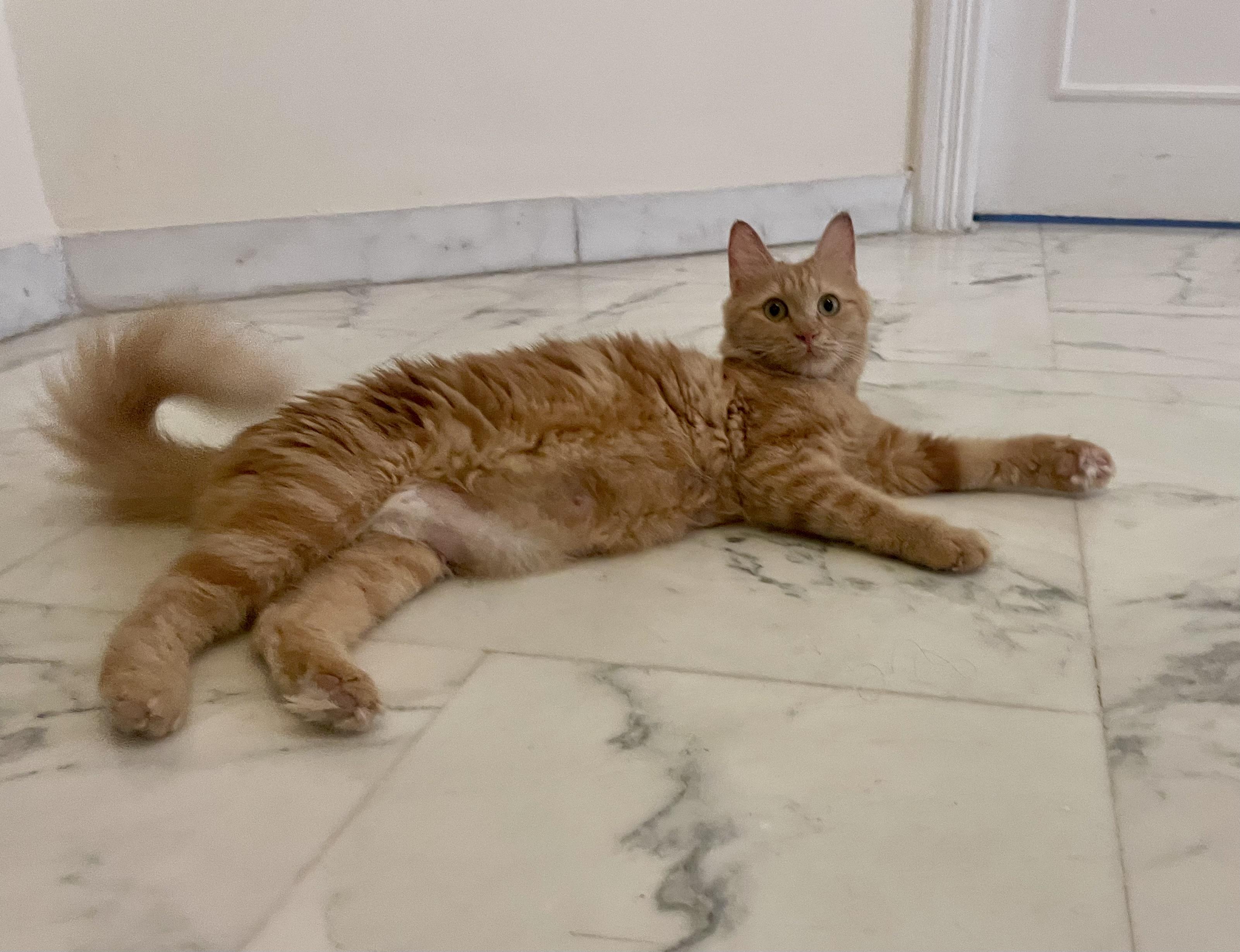 Lilly, the Courageous and Sweet Warrior, a Adoptable mixed breed in Somerset, NJ image 4/6