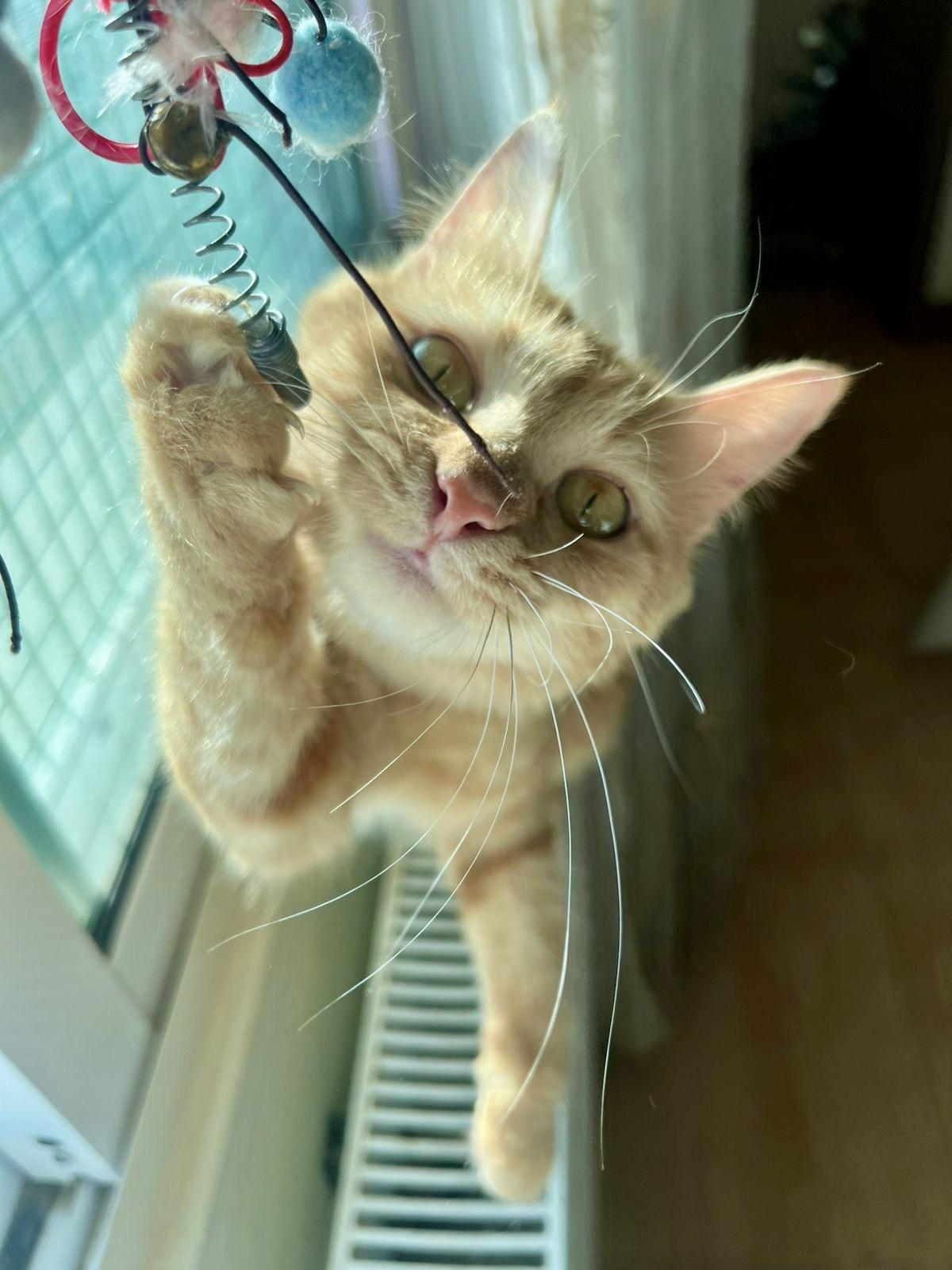 Lilly, the Courageous and Sweet Warrior, a Adoptable mixed breed in Somerset, NJ image 2/6