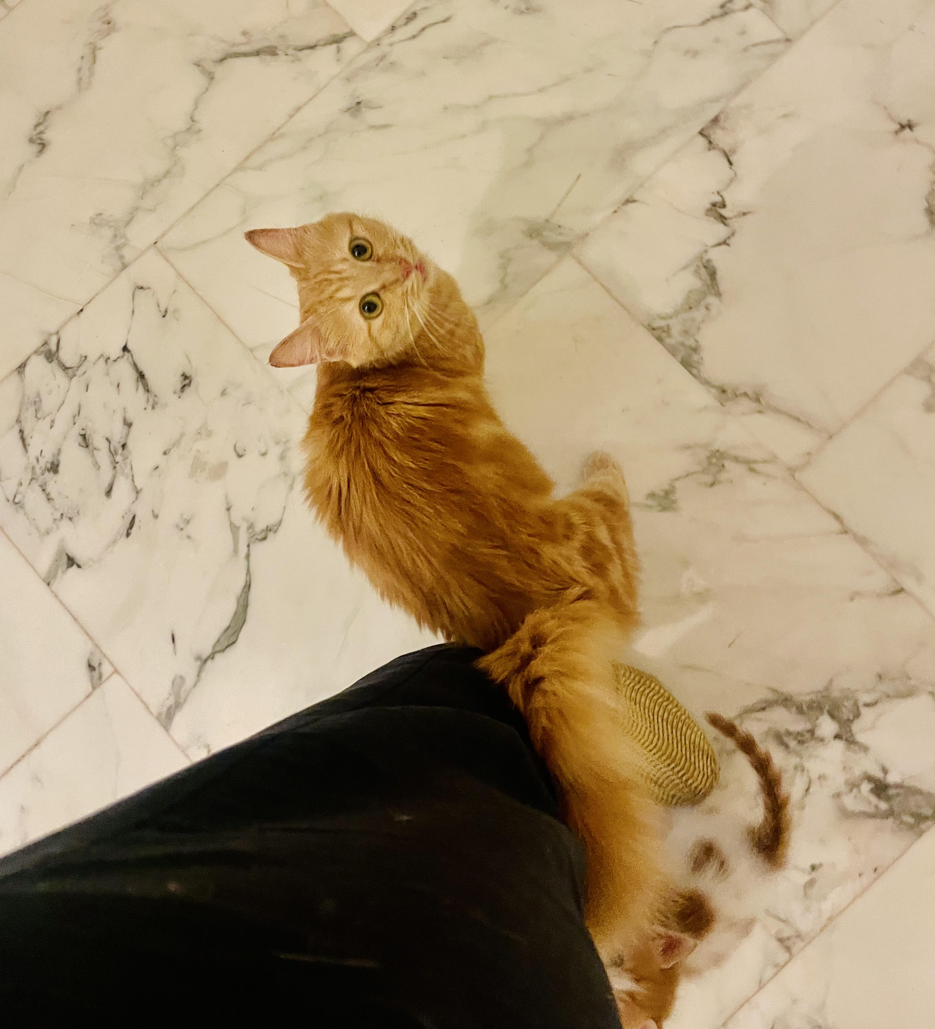 Lilly, the Courageous and Sweet Warrior, a Adoptable mixed breed in Somerset, NJ image 5/6