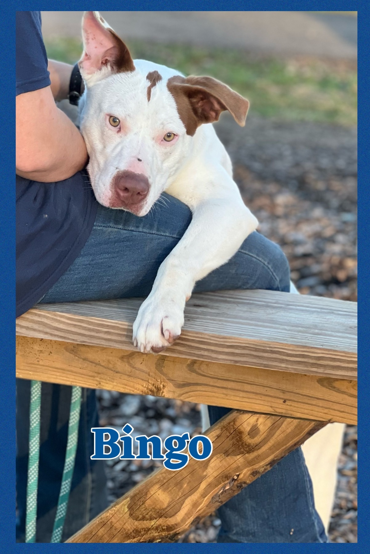 Enlarge Bingo, a Adoptable mixed breed in Bolivar, TN image 4/6