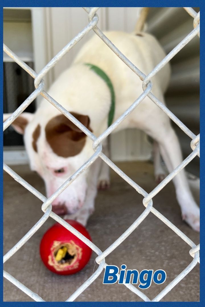 Enlarge Bingo, a Adoptable mixed breed in Bolivar, TN image 5/6