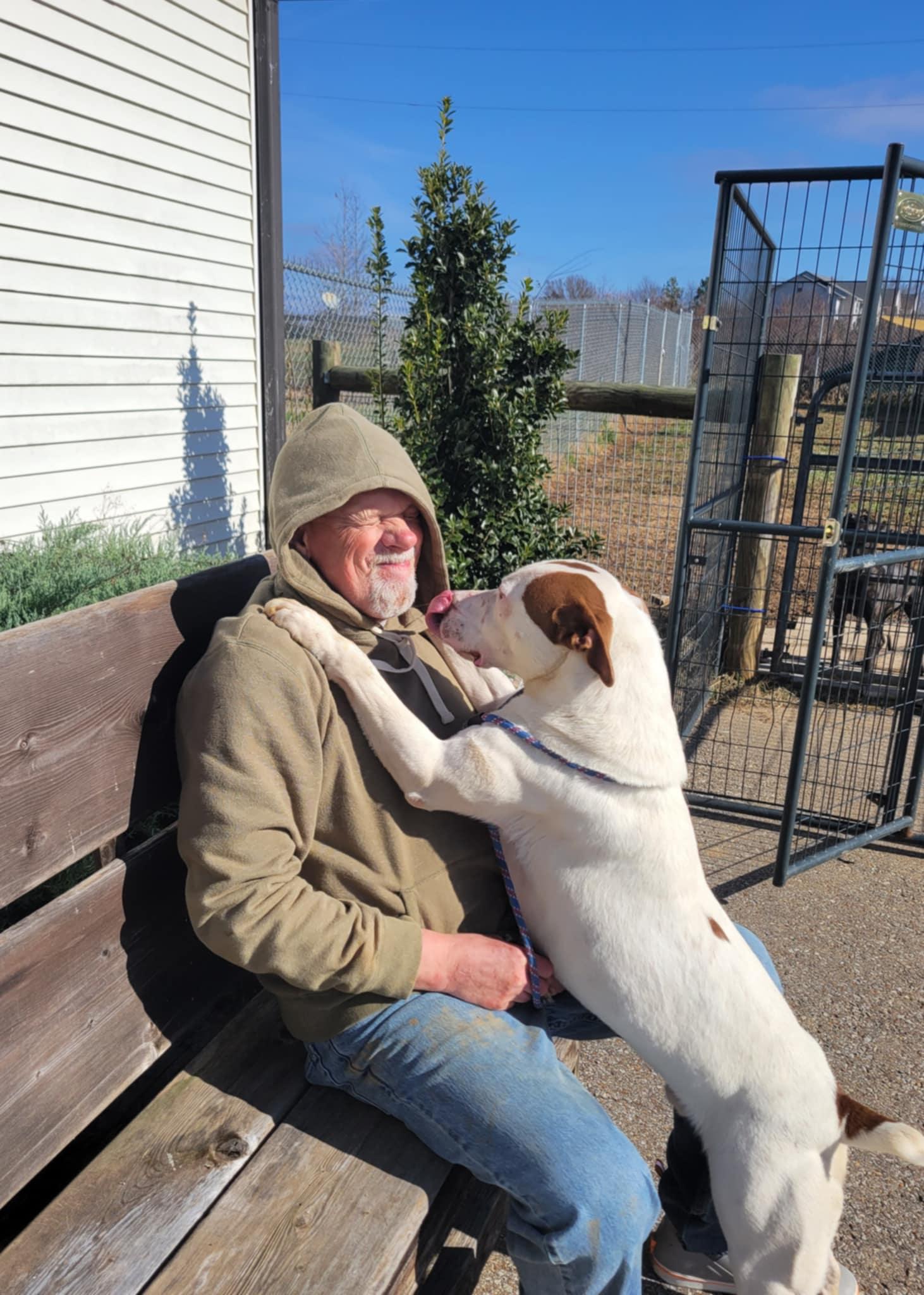 Enlarge Bingo, a Adoptable mixed breed in Bolivar, TN image 2/6