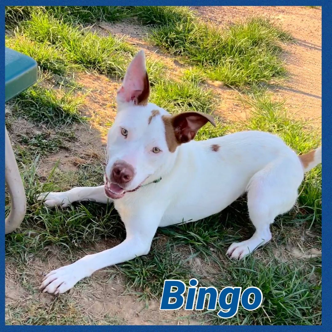Enlarge Bingo, a Adoptable mixed breed in Bolivar, TN image 3/6