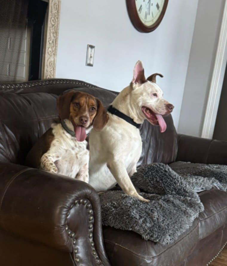 Enlarge Bingo, a Adoptable mixed breed in Bolivar, TN image 1/6