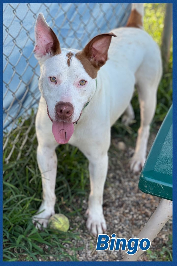 Enlarge Bingo, a Adoptable mixed breed in Bolivar, TN image 6/6