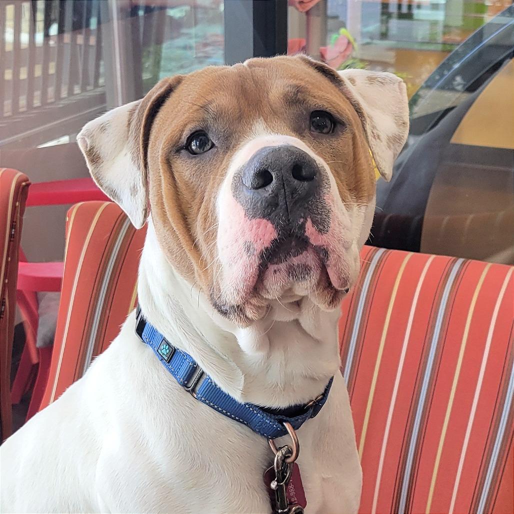 Enlarge Mason, a Adoptable Pit Bull Terrier in Nashville, IN image 1/6