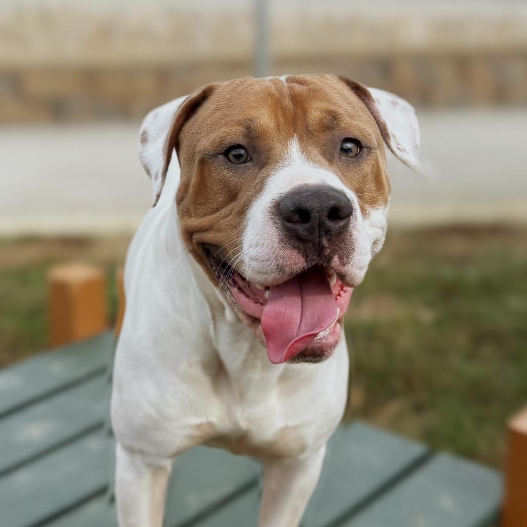 Enlarge Mason, a Adoptable Pit Bull Terrier in Nashville, IN image 2/6
