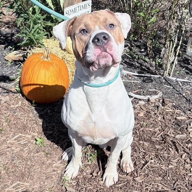 Enlarge Mason, a Adoptable Pit Bull Terrier in Nashville, IN image 3/6