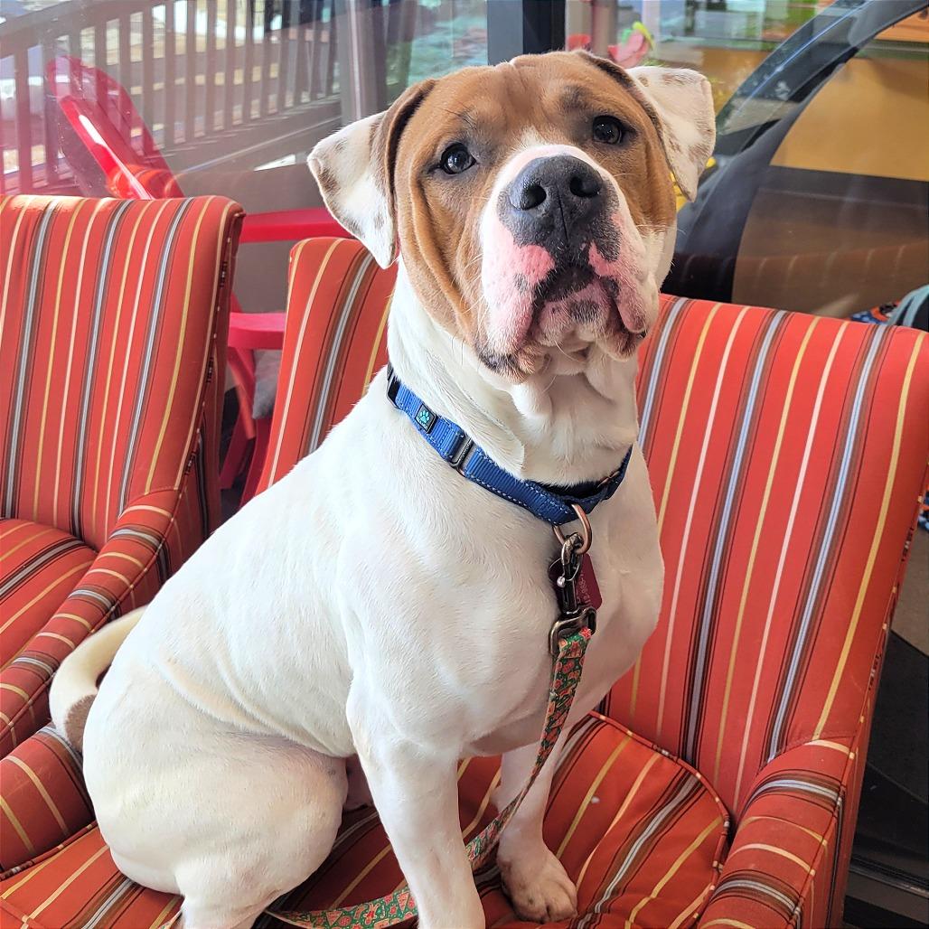 Enlarge Mason, a Adoptable Pit Bull Terrier in Nashville, IN image 4/6