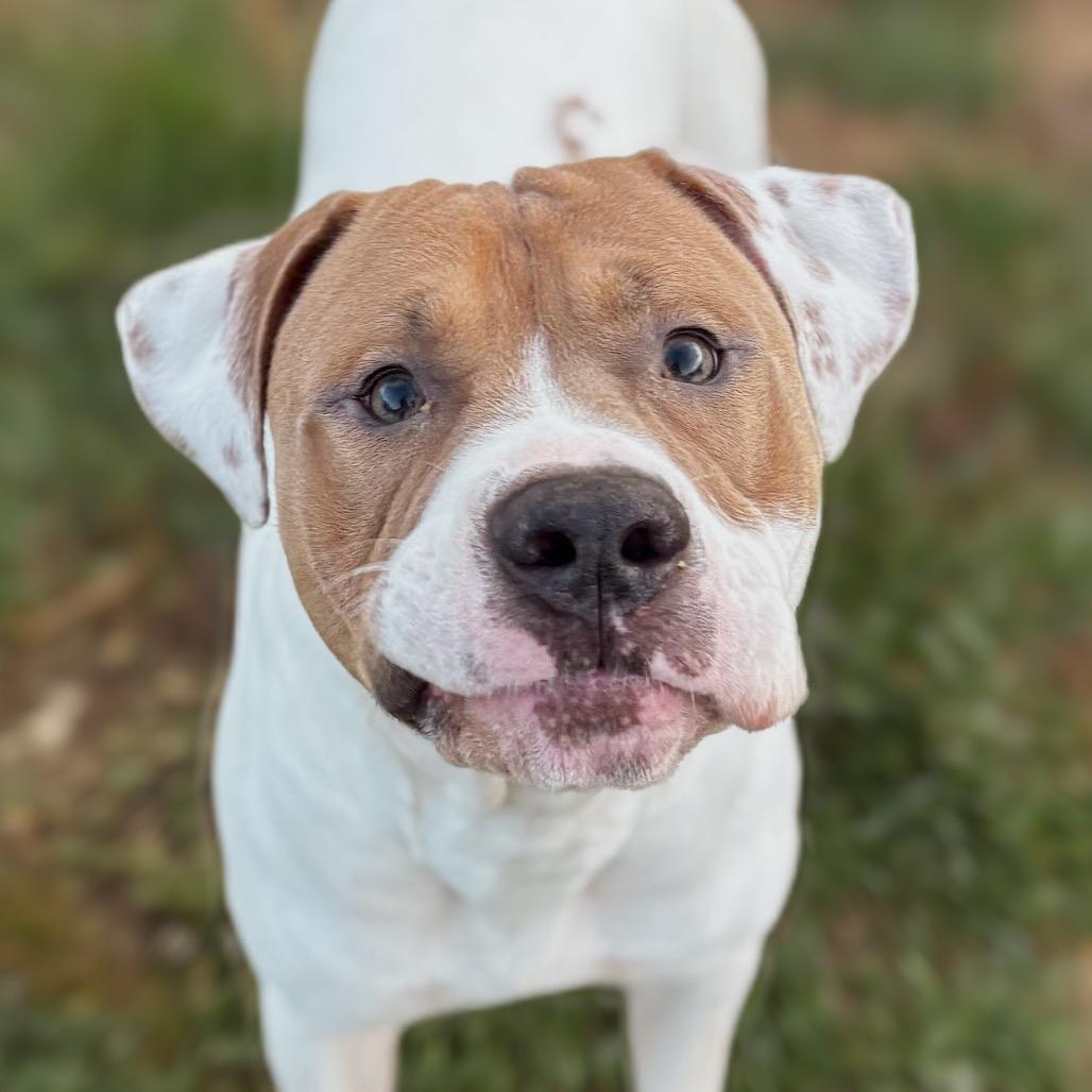 Enlarge Mason, a Adoptable Pit Bull Terrier in Nashville, IN image 6/6