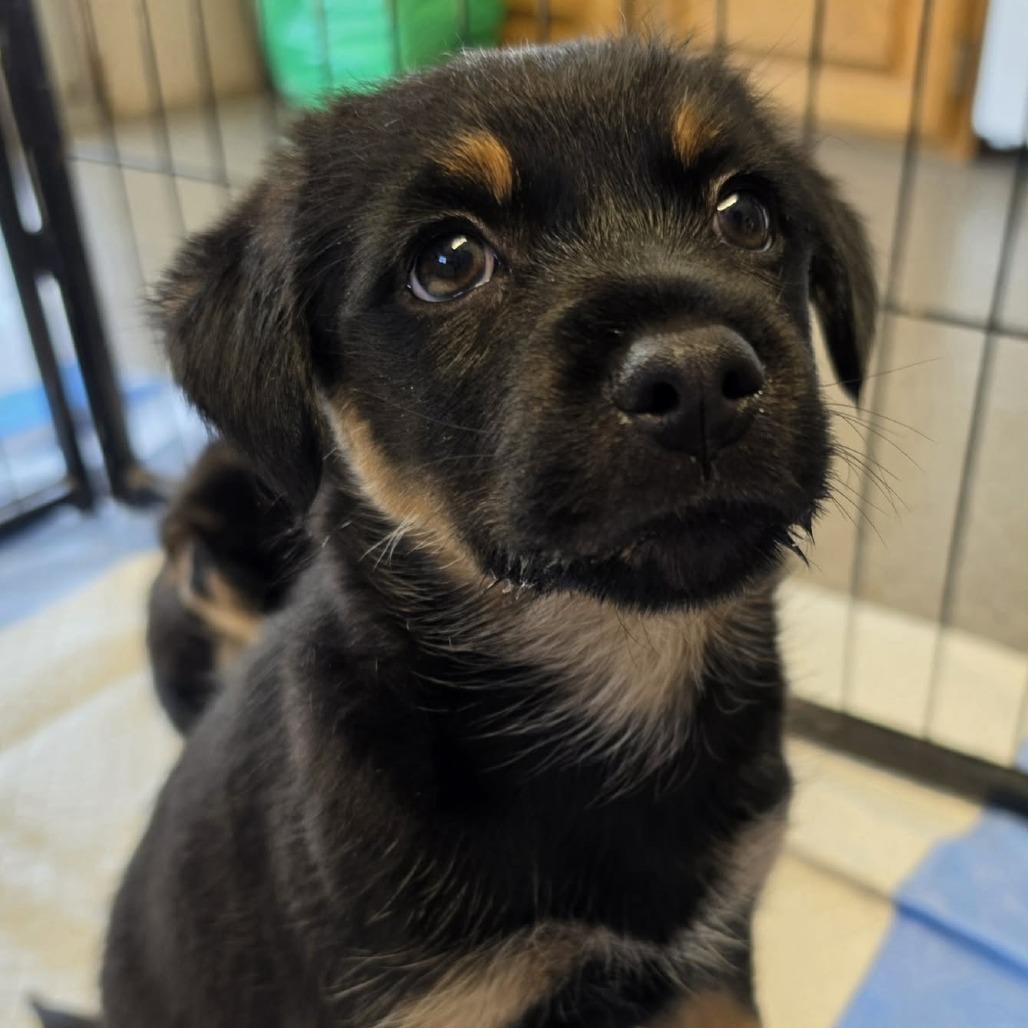 Faith, Adoptable, Puppy Female Mixed Breed.