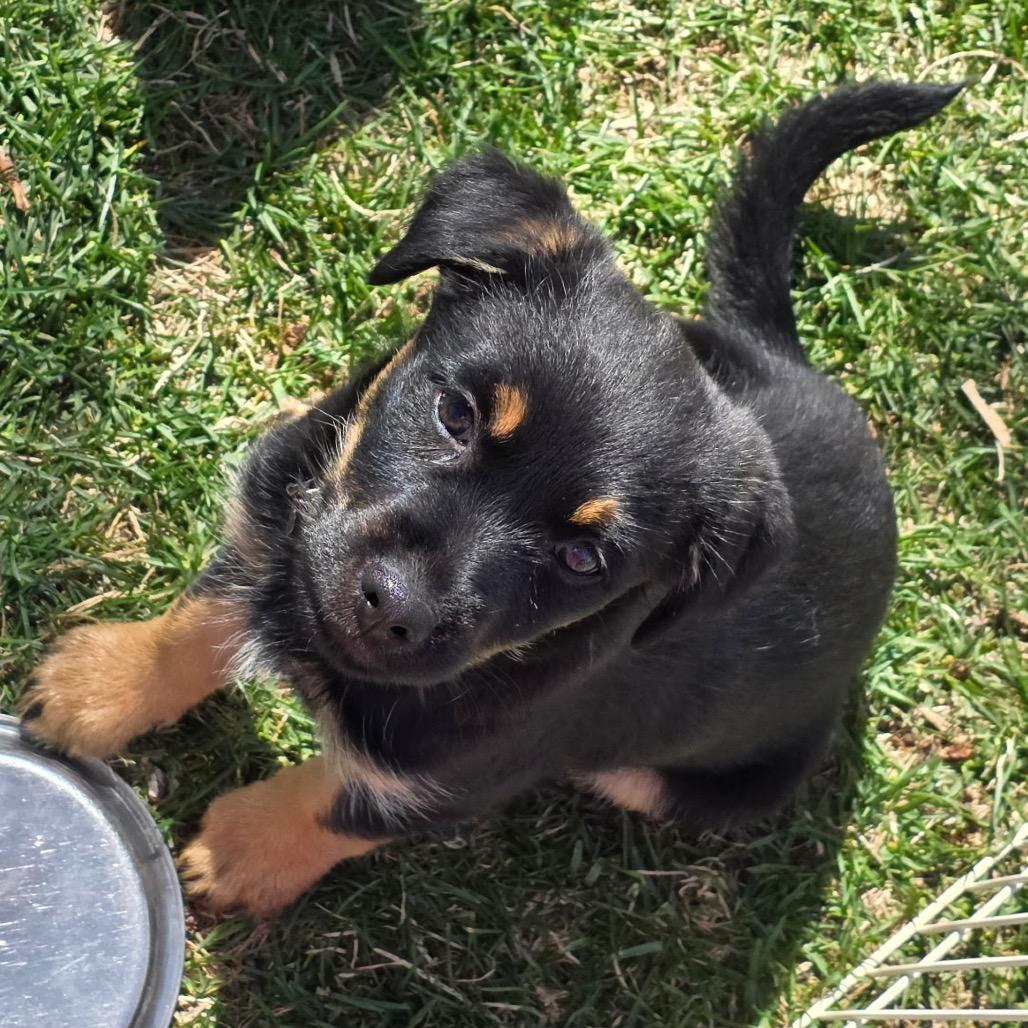 Enlarge Faith, a Adoptable Mixed Breed in West Richland, WA image 4/6