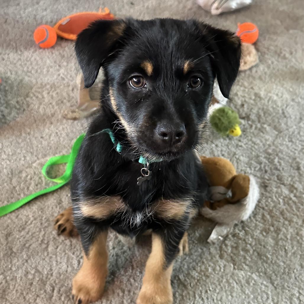Enlarge Faith, a Adoptable Mixed Breed in West Richland, WA image 5/6