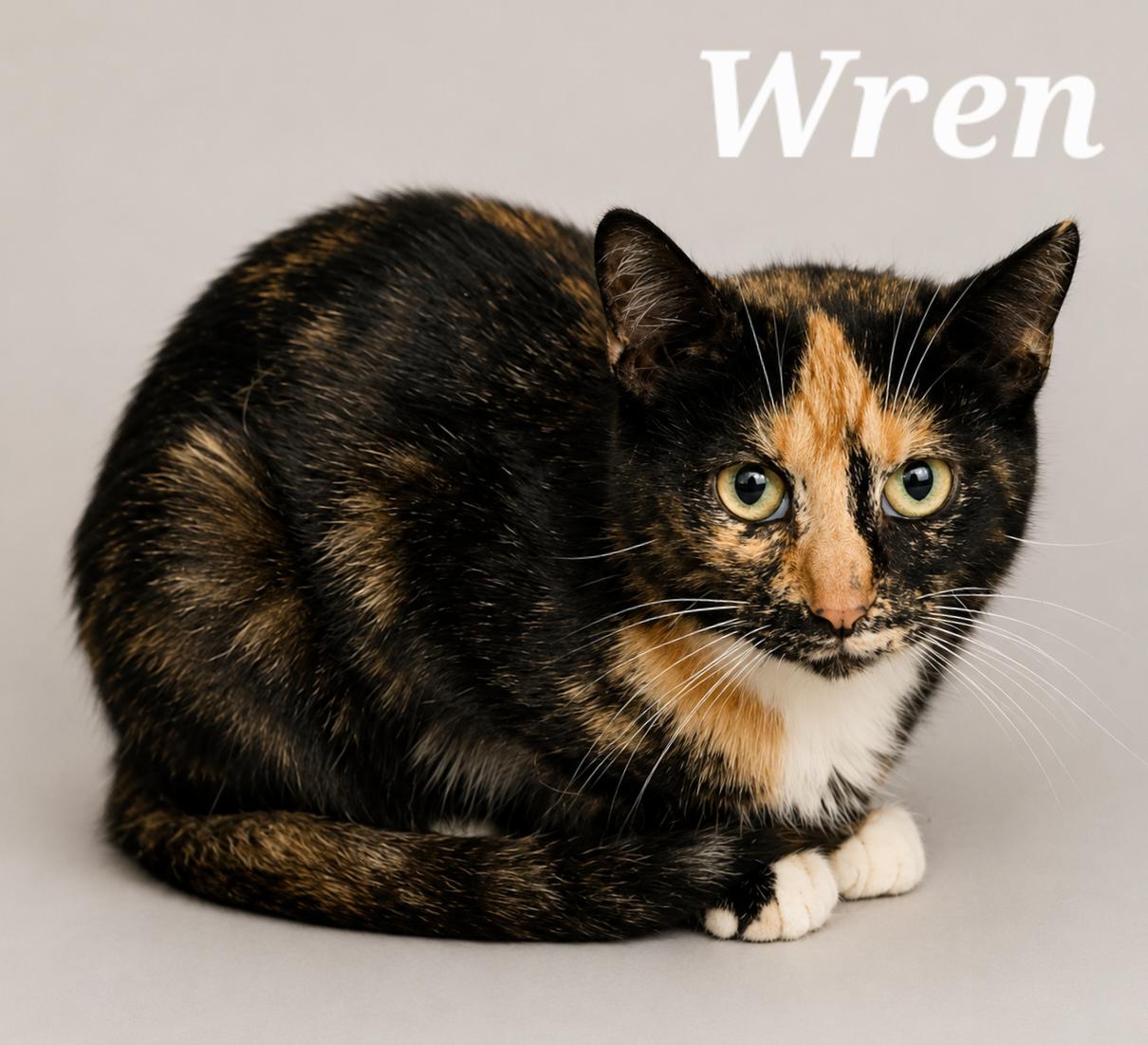 Enlarge Wren, a Adoptable mixed breed in Monroeville, PA image 1/1