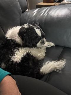Enlarge Paul, a Adoptable mixed breed in West Bloomfield, MI image 1/6