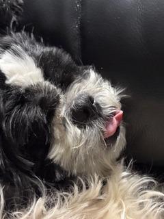 Enlarge Paul, a Adoptable mixed breed in West Bloomfield, MI image 2/6