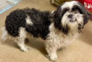 Enlarge Paul, a Adoptable mixed breed in West Bloomfield, MI image 3/6