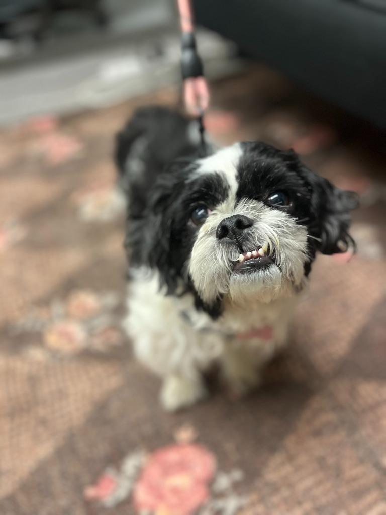 Enlarge Paul, a Adoptable mixed breed in West Bloomfield, MI image 4/6