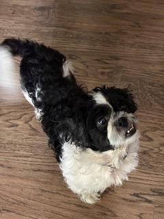 Enlarge Paul, a Adoptable mixed breed in West Bloomfield, MI image 5/6